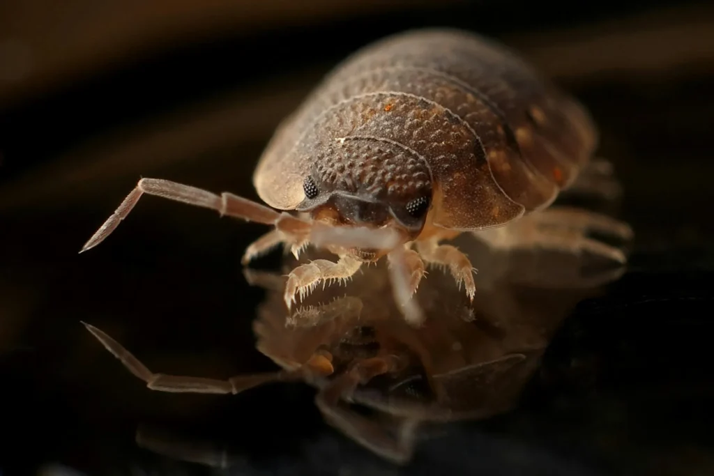 Bed-Bug-Treatment - Inwood Pest Control Pros | Inwood, NY | 516-886-5488