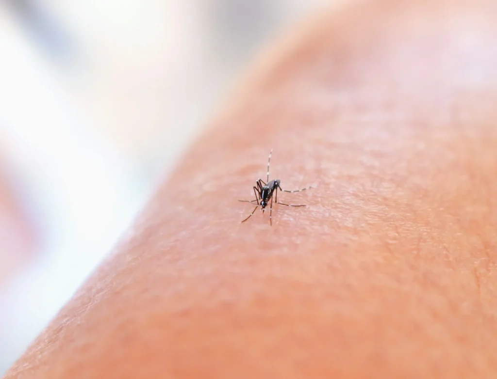 Mosquito Control - Inwood Pest Control Pros | Inwood, NY | 516-886-5488